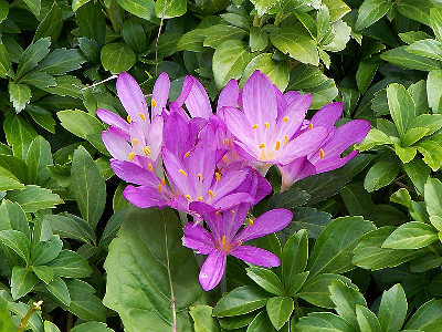 COLCHICUM AUTUMNALE